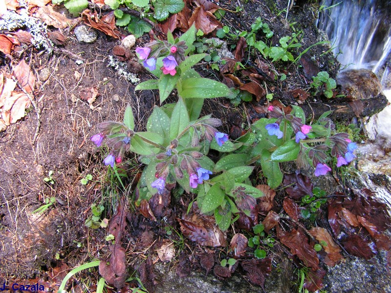 Flore des Pyrénées : 