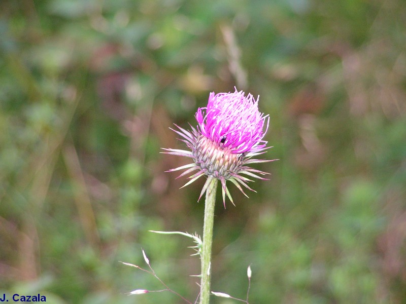 Flore des Pyrénées : 