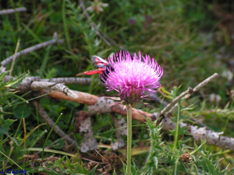 Flore des Pyrénées : 