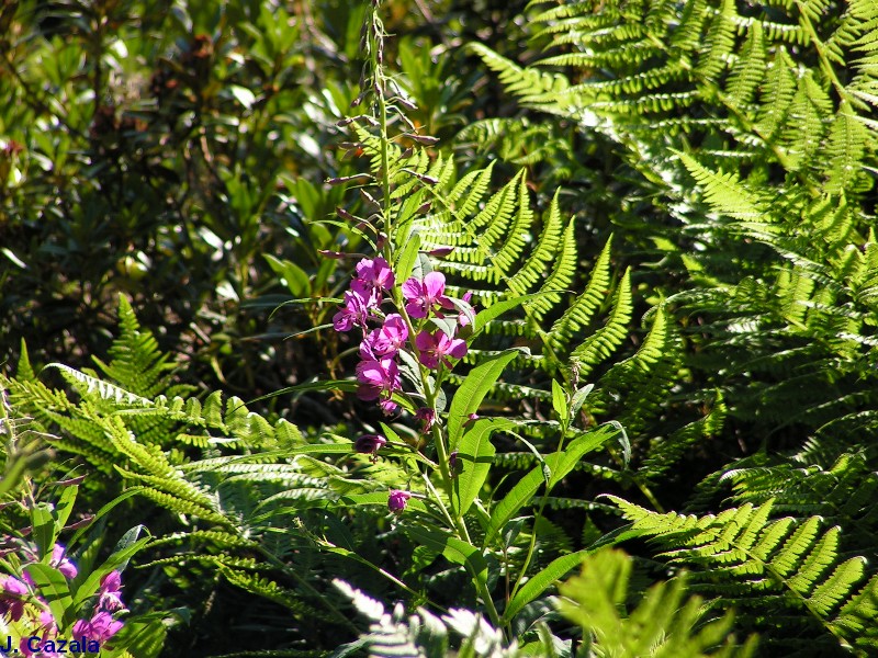 Flore des Pyrénées : 