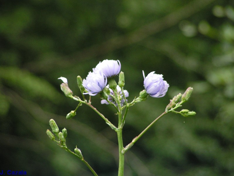 Flore des Pyrénées : 