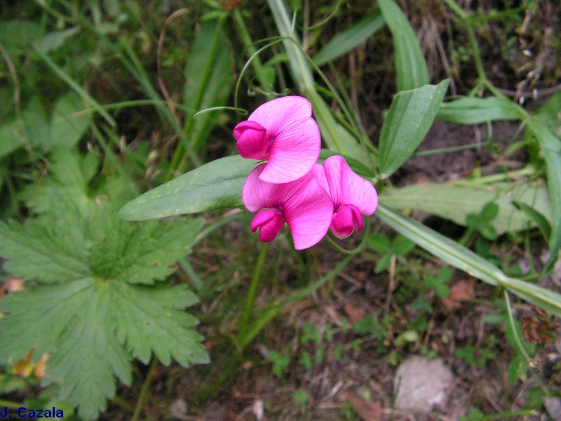 Flore des Pyrénées : 