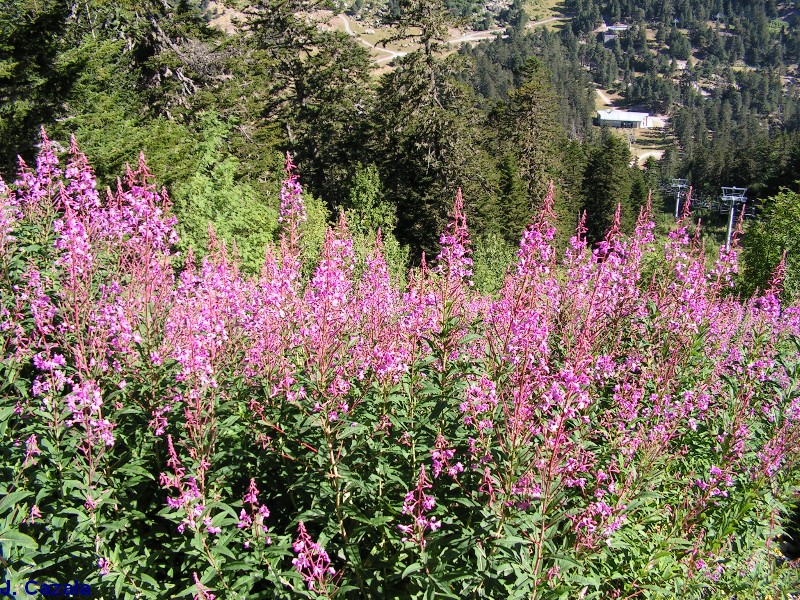 Flore des Pyrénées : 