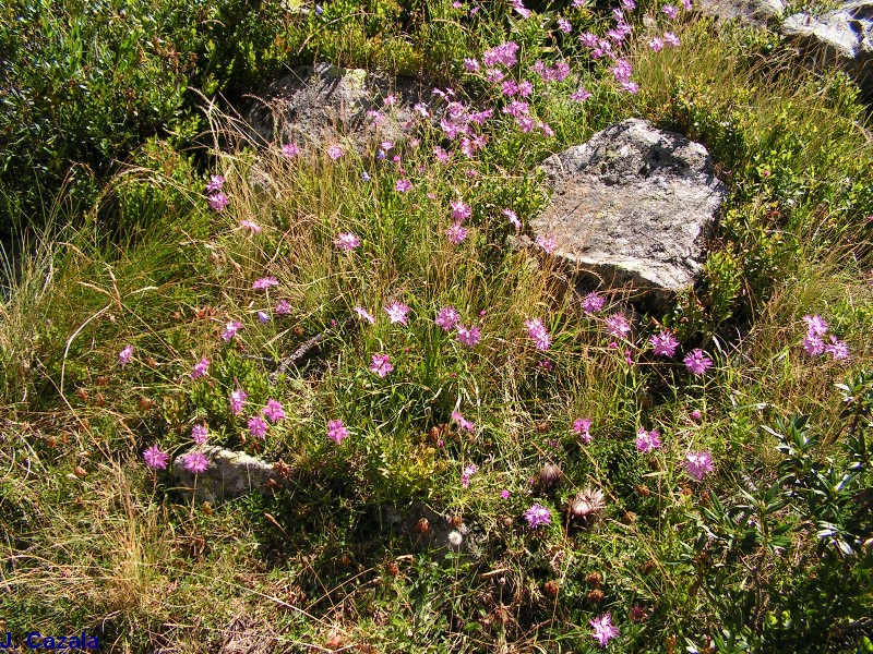 Flore des Pyrénées : 