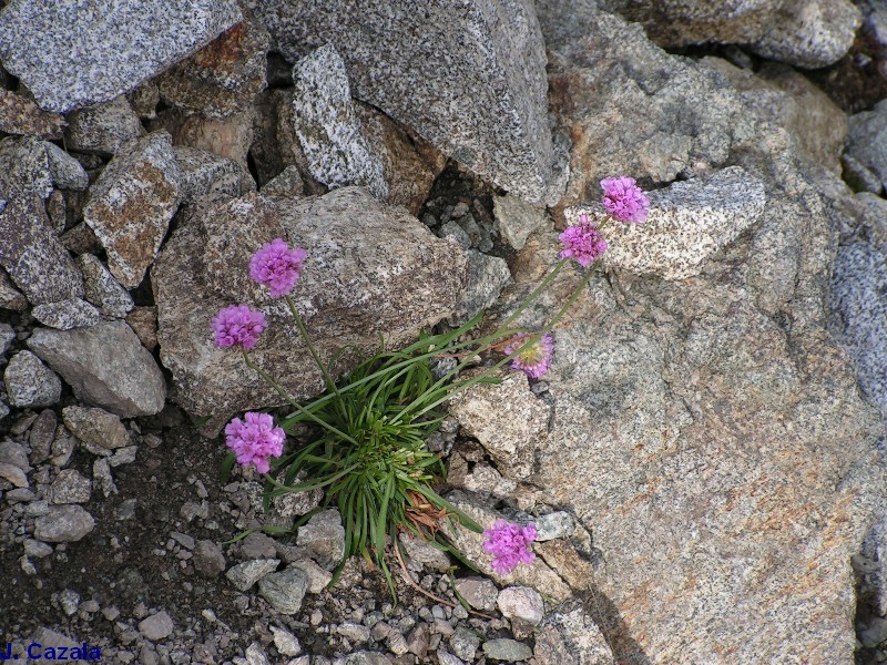 Flore des Pyrénées : 