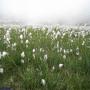 Flore des Pyrénées : Linaigrette