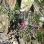 Flore des Pyrénées : Chardon fausse carline