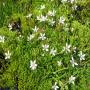 Flore des Pyrénées : 