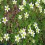 Flore des Pyrénées : 