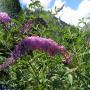 Flore des Pyrénées : 