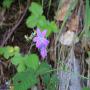 Flore des Pyrénées : 