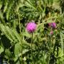 Flore des Pyrénées : 