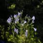 Flore des Pyrénées : 