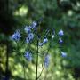 Flore des Pyrénées : 