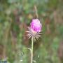 Flore des Pyrénées : 