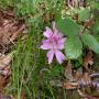 Flore des Pyrénées : 