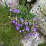 Flore des Pyrénées : 