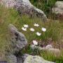 Flore des Pyrénées : 