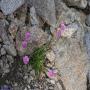 Flore des Pyrénées : 