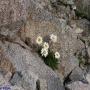 Flore des Pyrénées : 