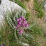 Flore des Pyrénées : 