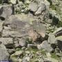 Refuges des Pyrénées : Toue de Larribet