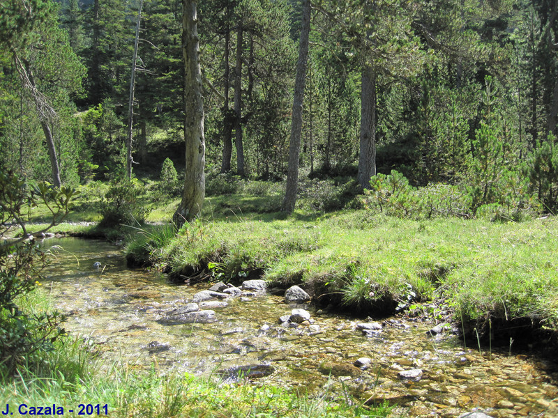 L'ombre des arbres et la fraicheur des ruisseaux du plateau