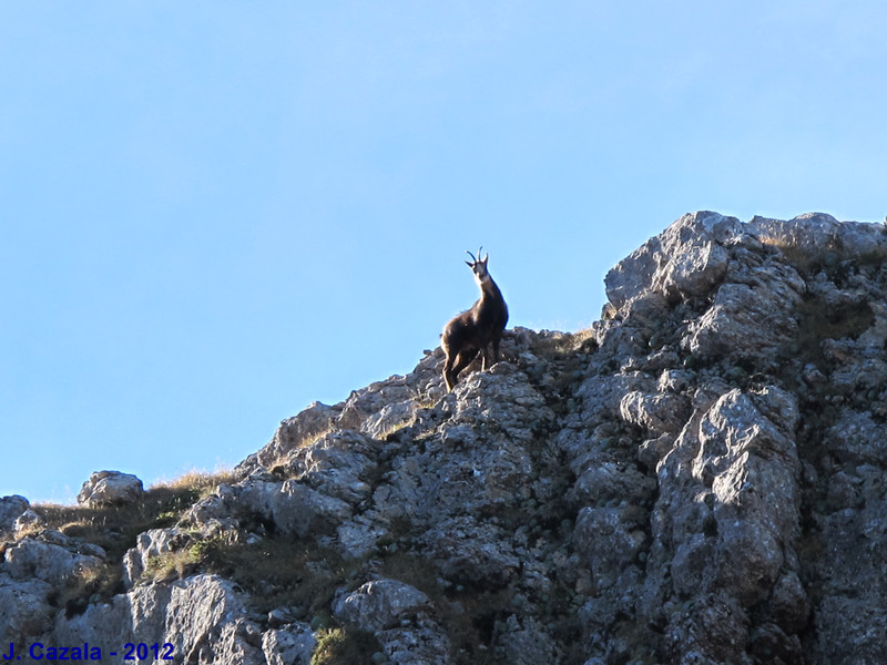 Isard sur le sentier du cirque d'Olibon