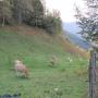 Randonnées dans les Pyrénées