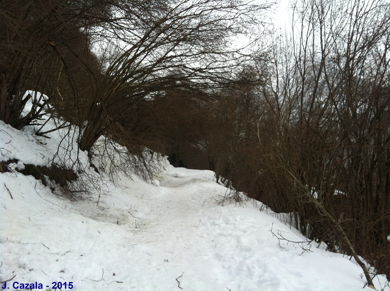 Noisetiers au bord du chemin