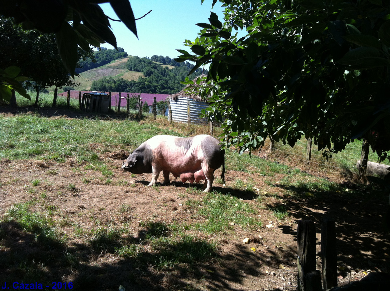 Le porc de la vallée des Aldudes