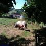 Randonnée Découverte du porc basque de la vallée des Aldudes