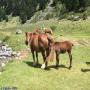 Randonnées dans les Pyrénées