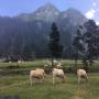 Randonnées dans les Pyrénées