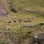 Randonnées dans les Pyrénées