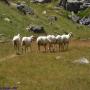 Randonnées dans les Pyrénées