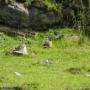 Randonnées dans les Pyrénées