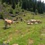 Randonnées dans les Pyrénées