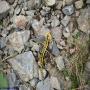 Randonnées dans les Pyrénées