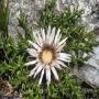 Randonnées dans les Pyrénées