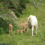 Randonnées dans les Pyrénées