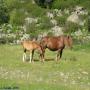 Randonnées dans les Pyrénées